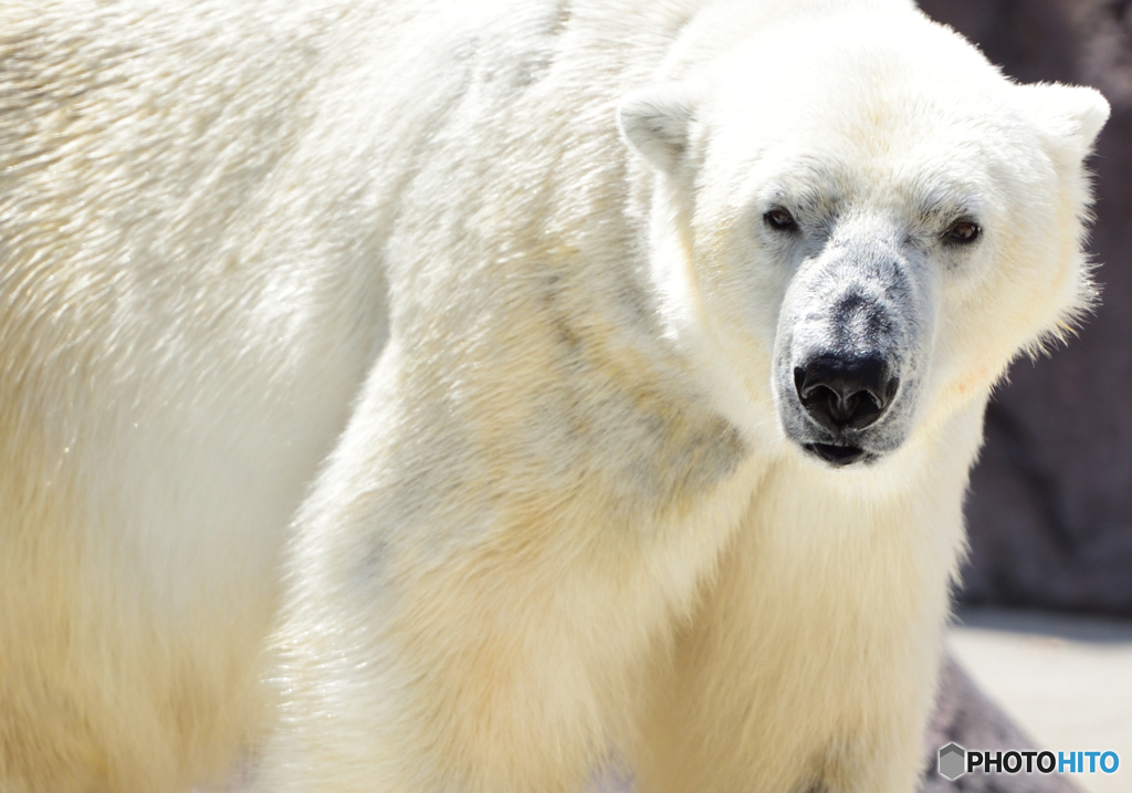 シロクマさん