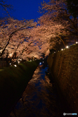 夜桜トンネル～金沢城春の風景～