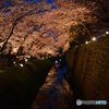 夜桜トンネル～金沢城春の風景～