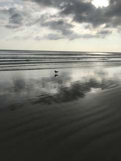 Seagull
