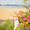 晩夏の浜