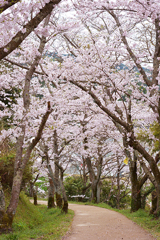 春にゆく道