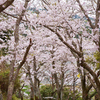 春にゆく道