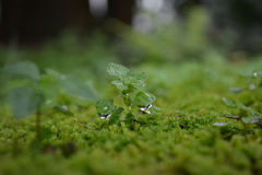 雨上がりの芽