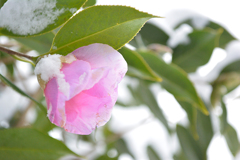 雪と椿