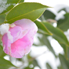 雪と椿
