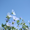 空に溶ける