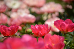 芍薬