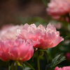 芍薬