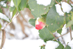 雪の椿