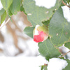 雪の椿