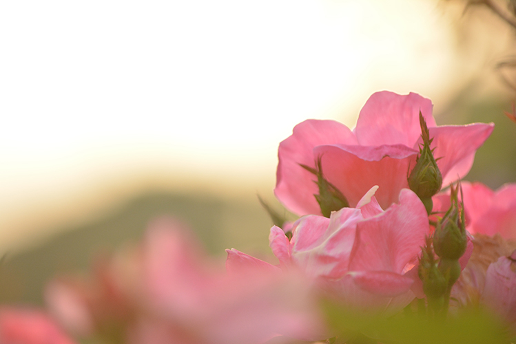 夕方の薔薇