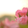 夕方の薔薇