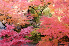 朱く染まる