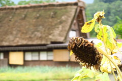 夏の終わり