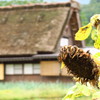夏の終わり