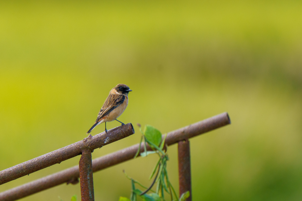 イケメンノビタキくん
