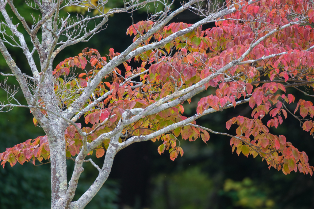 紅葉