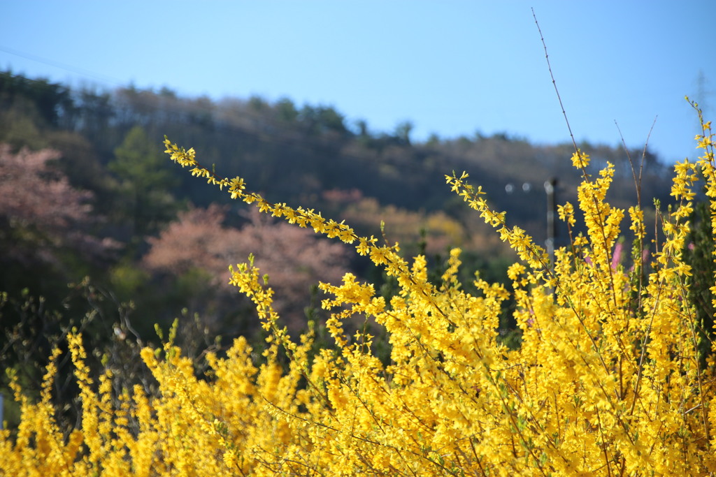 花見山の木々#6