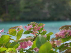 湖のほとり