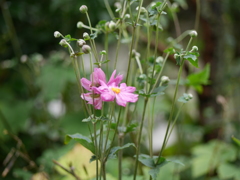 庭の草花４