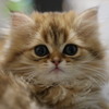 家猫モコ
