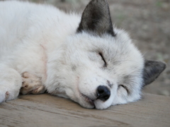 犬に見えます？