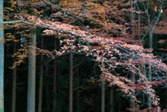 ピンクの紅葉