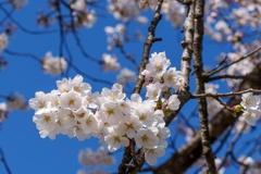 我が家の桜３