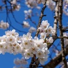 我が家の桜３