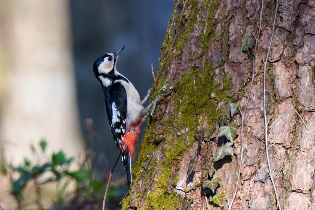 公園探鳥アカゲラメス