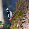 公園探鳥アカゲラメス