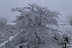 まさかの積雪！