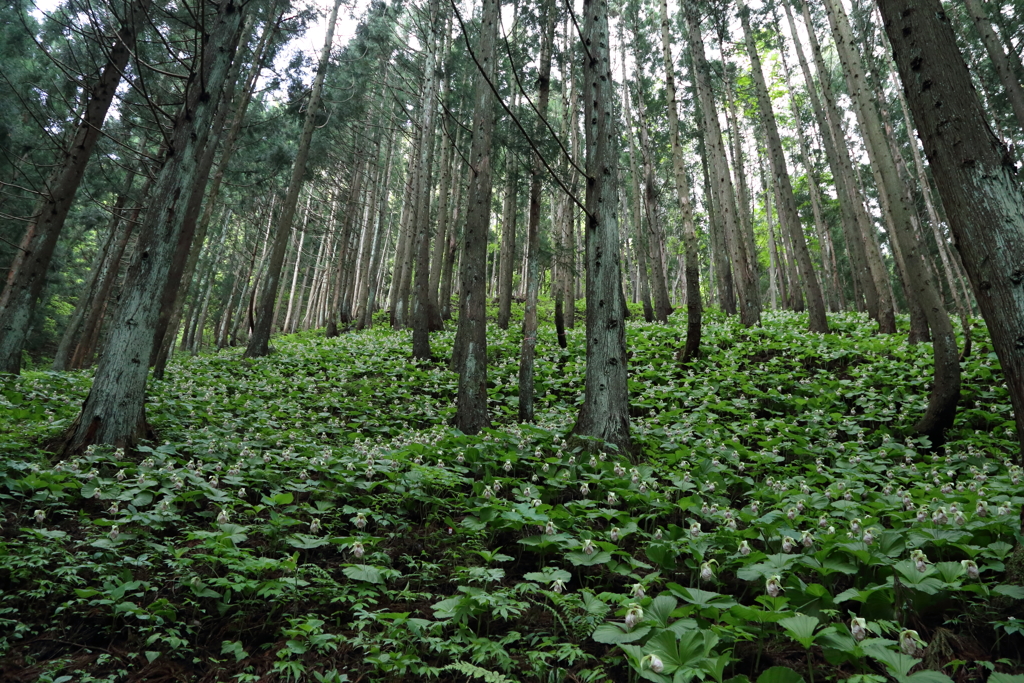 クマガイソウ群生地#1