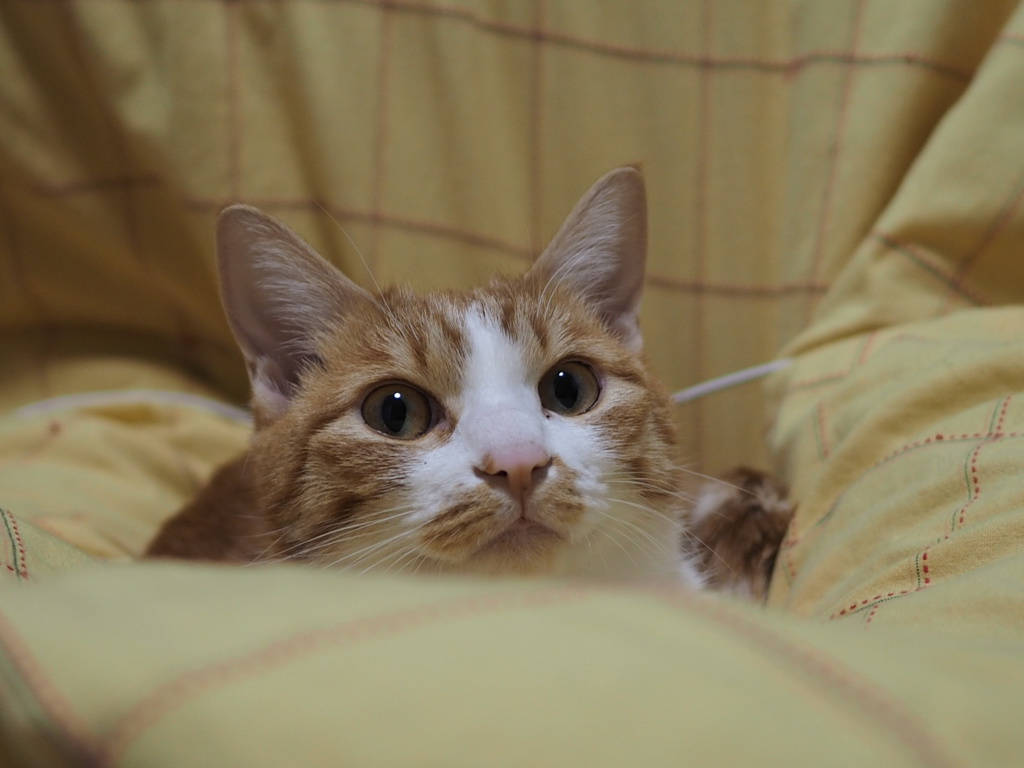 家猫