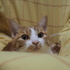 家猫