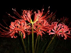 暗闇に曼珠沙華