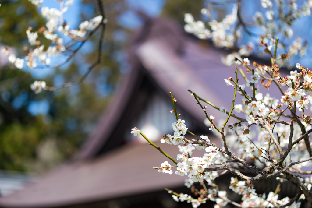 桜散策