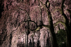 合戦場のしだれ桜#3