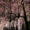 合戦場のしだれ桜#3