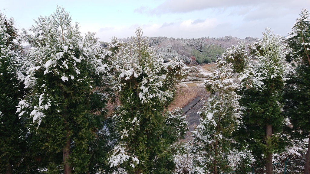 初積雪{{{{(+(ェ)+。)}}}}寒ううぅ〜