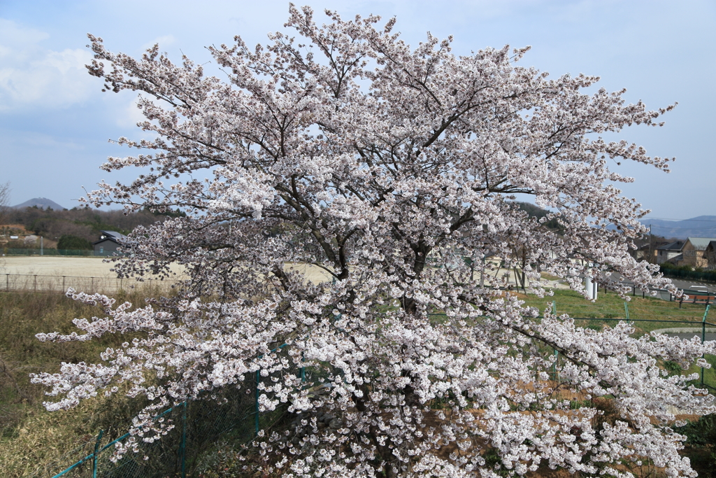 自宅の桜です