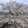 自宅の桜です