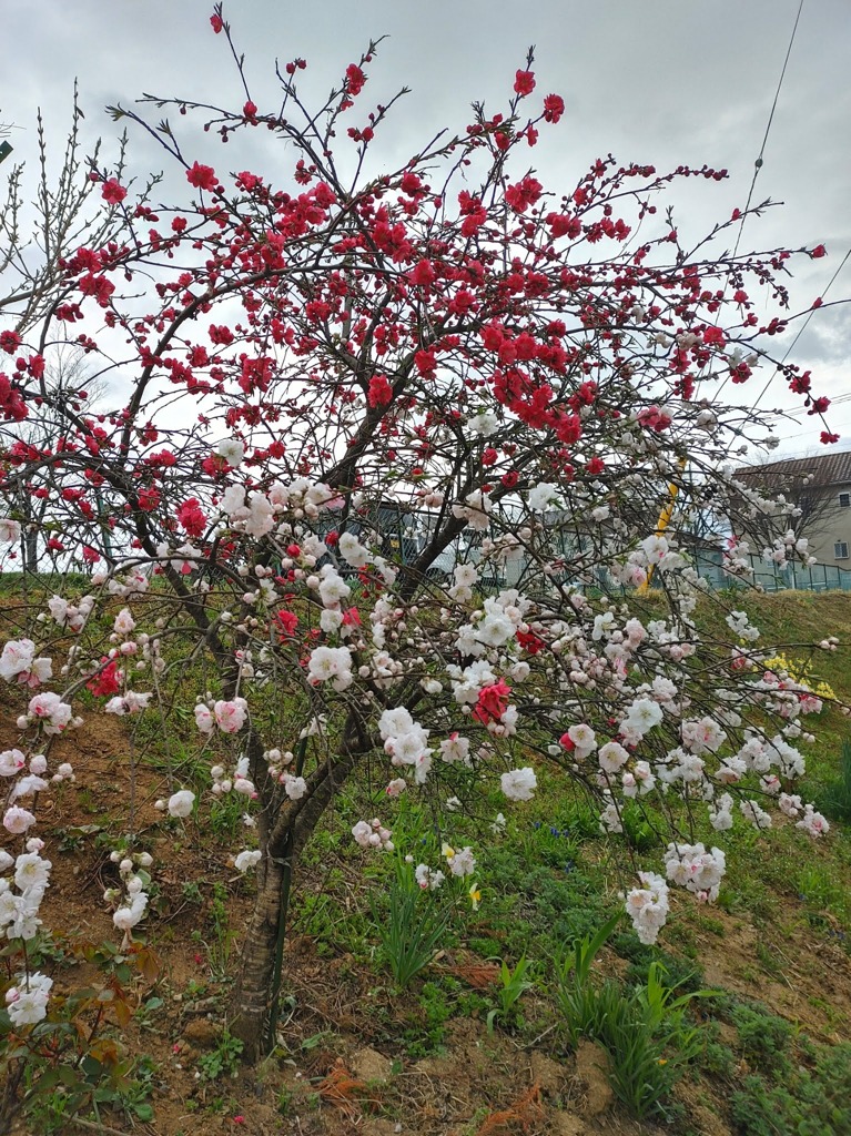 紅白