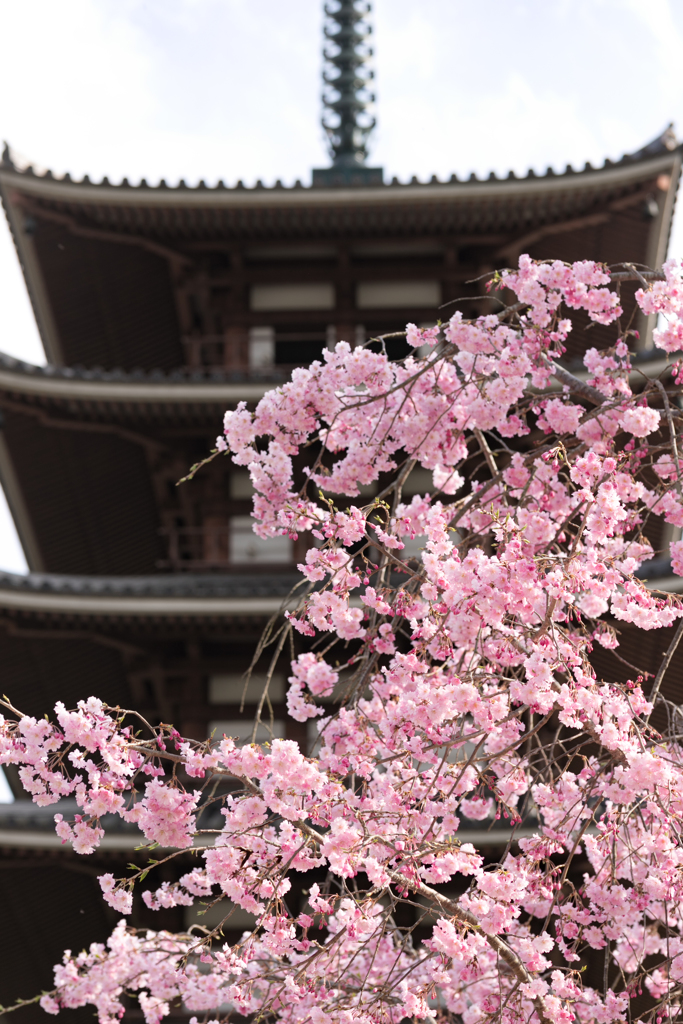 八重桜と五重塔