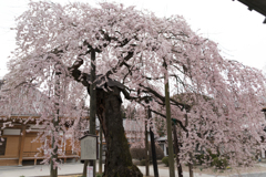 円東寺の枝垂れ桜