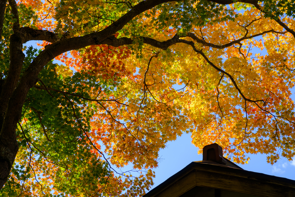 少し紅葉