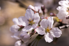 桜満開