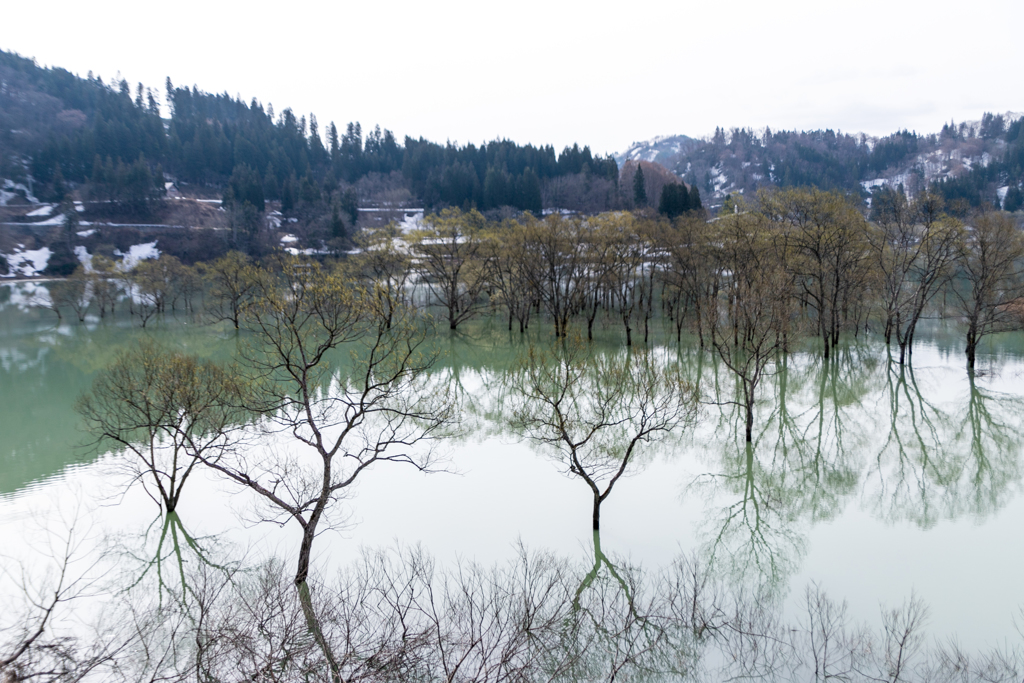 水没林＃１