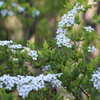 花見山の木々#4